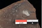 Foto (Detailansicht) von Sphaerococcites parschlugianus Ettingshausen (NHMW-GEO-2024-0188-0096)